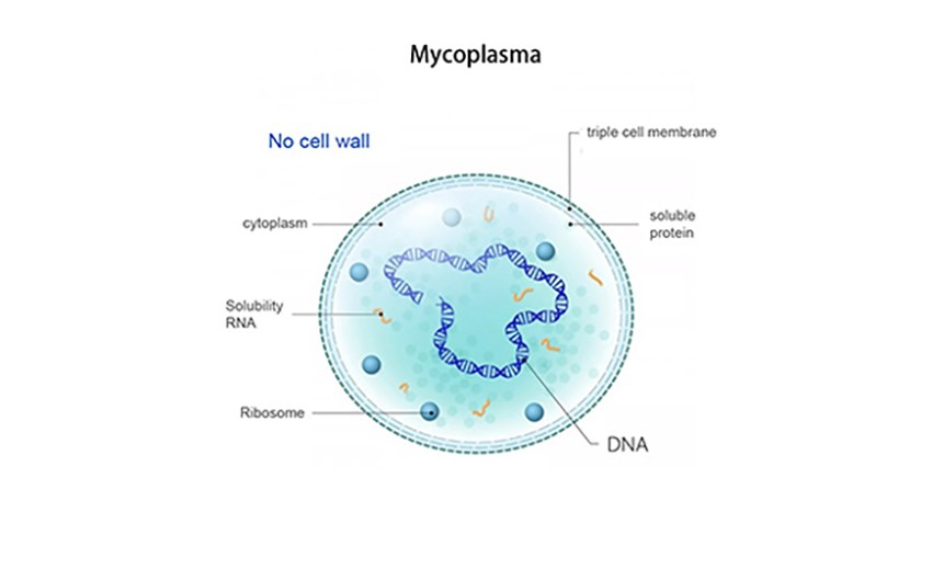 Mycoplasma0 Mycoplasma0